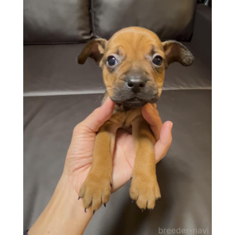 販売中の奈良県のミックス犬-424267の9枚目