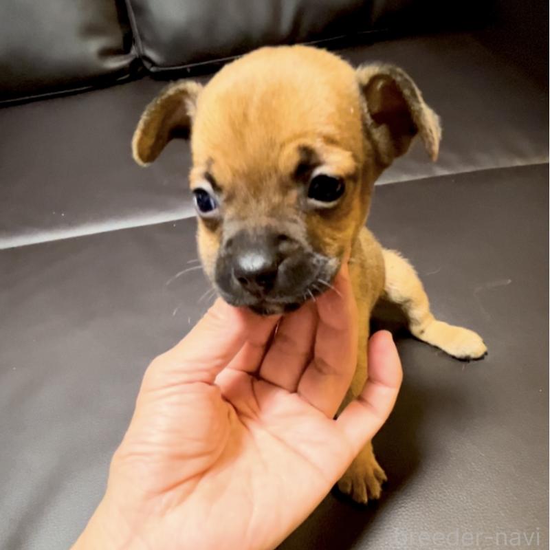 販売中の奈良県のミックス犬-424267の8枚目