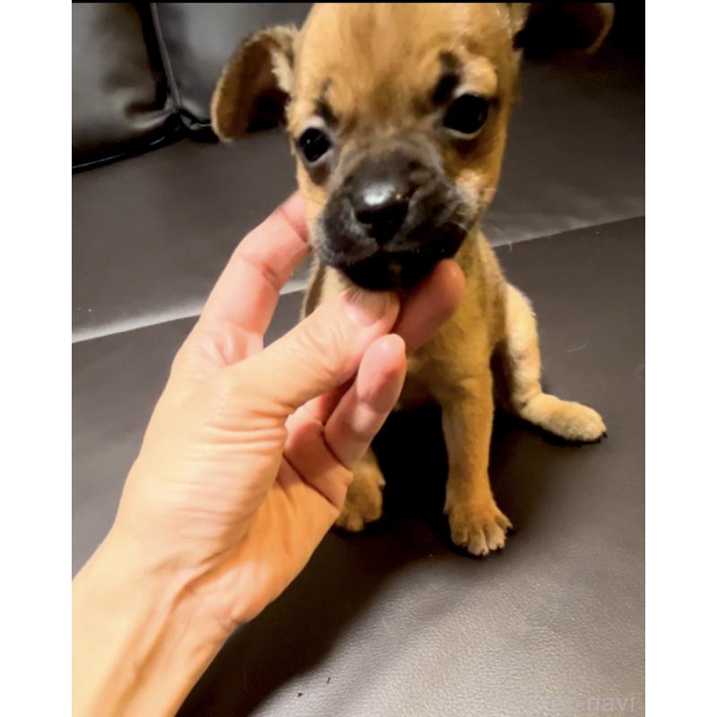 販売中の奈良県のミックス犬-424267の7枚目