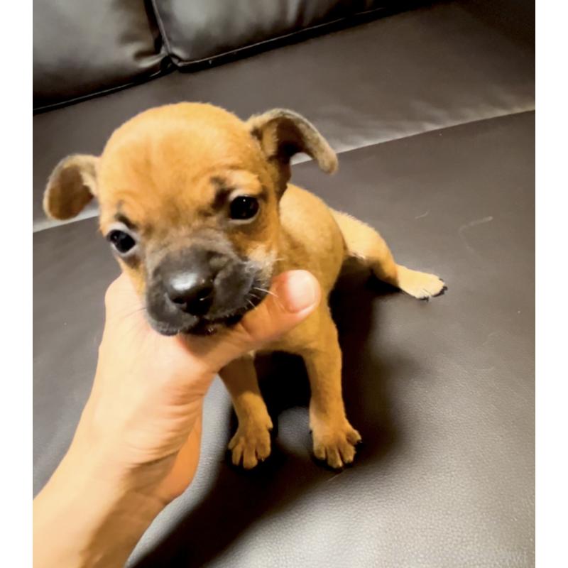 販売中の奈良県のミックス犬-424267の1枚目