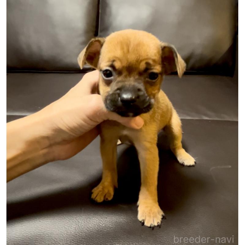 販売中の奈良県のミックス犬-424267の4枚目