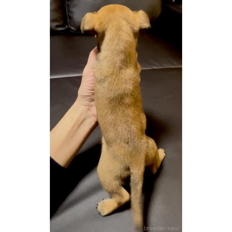 販売中の奈良県のミックス犬-424267の2枚目