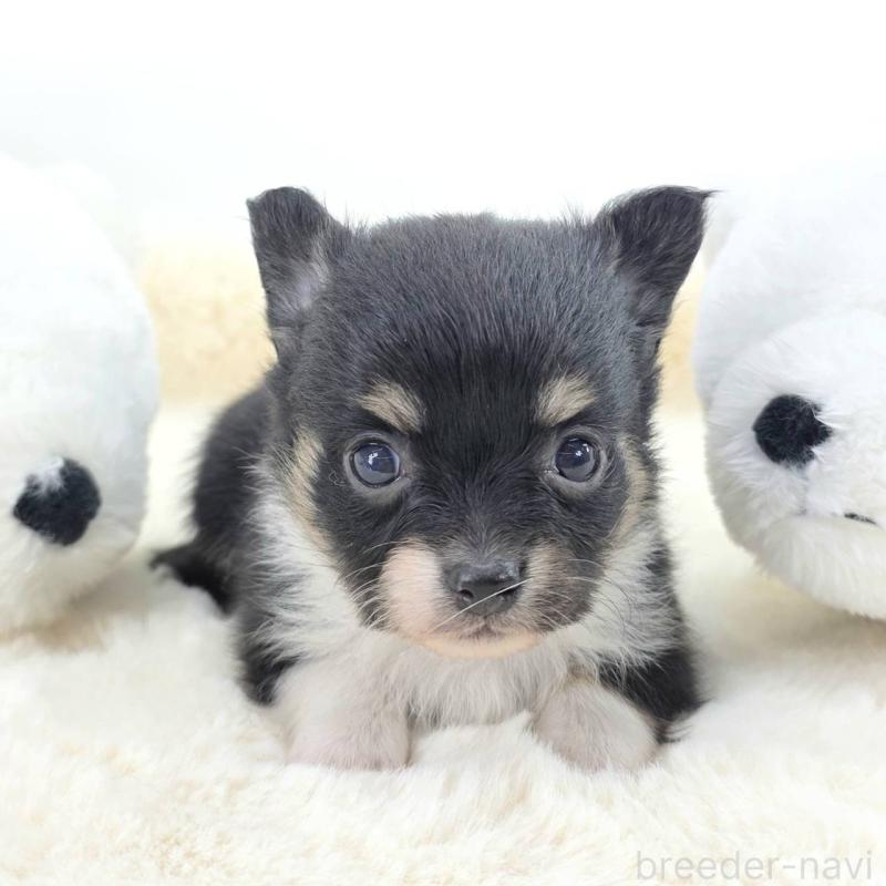 販売中の茨城県のチワワ(ロングコート)-424265