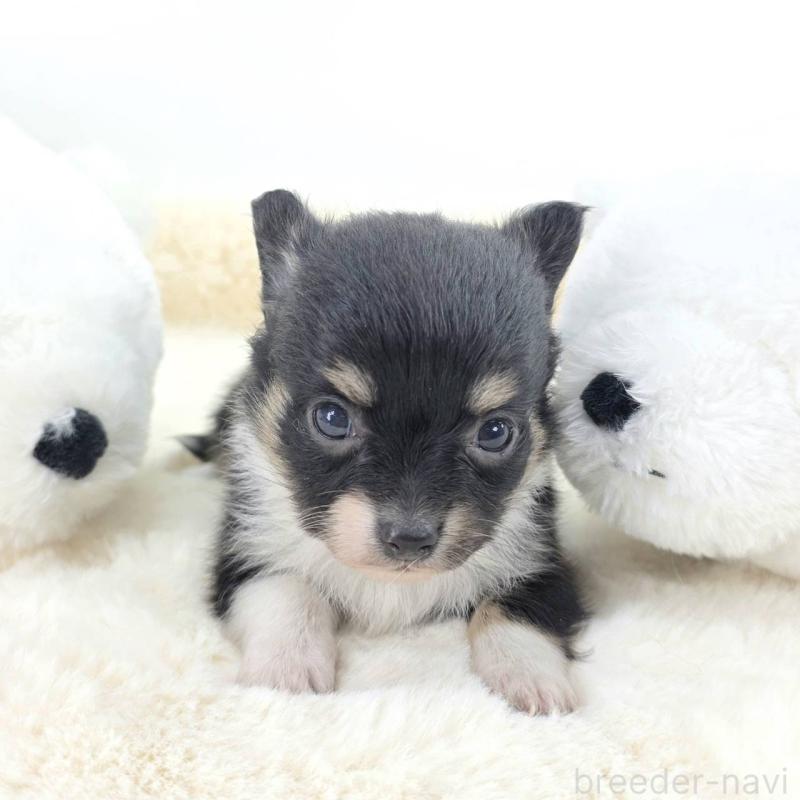 販売中の茨城県のチワワ(ロングコート)-424265の5枚目