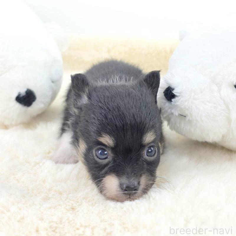 販売中の茨城県のチワワ(ロングコート)-424265の6枚目