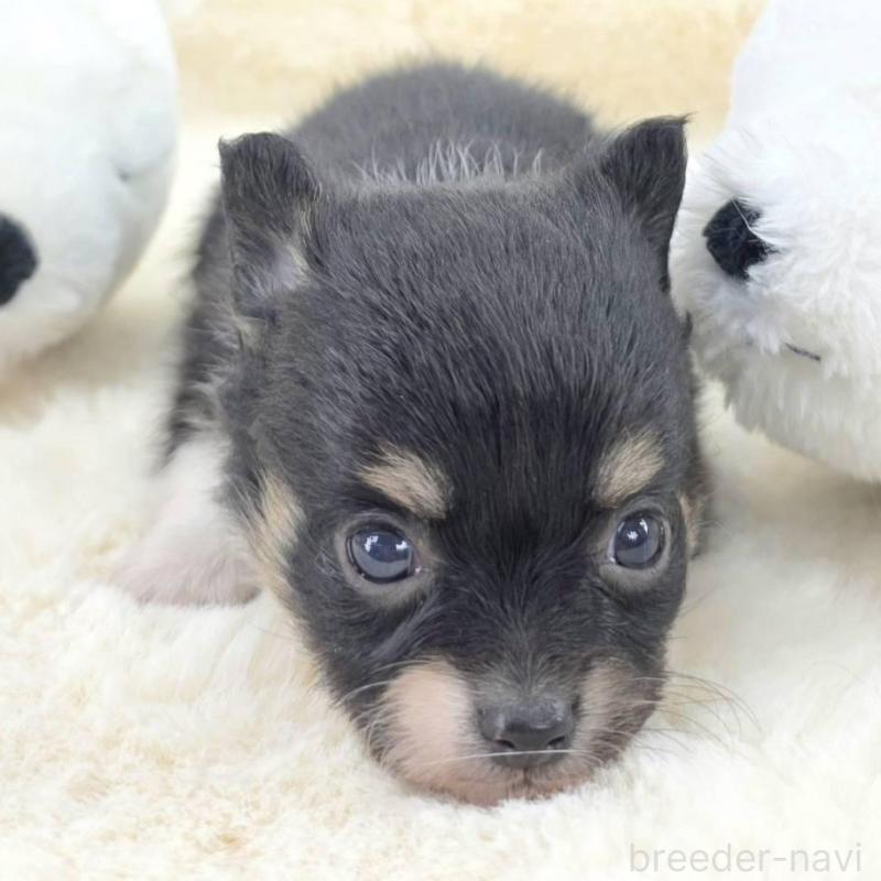 販売中の茨城県のチワワ(ロングコート)-424265の3枚目