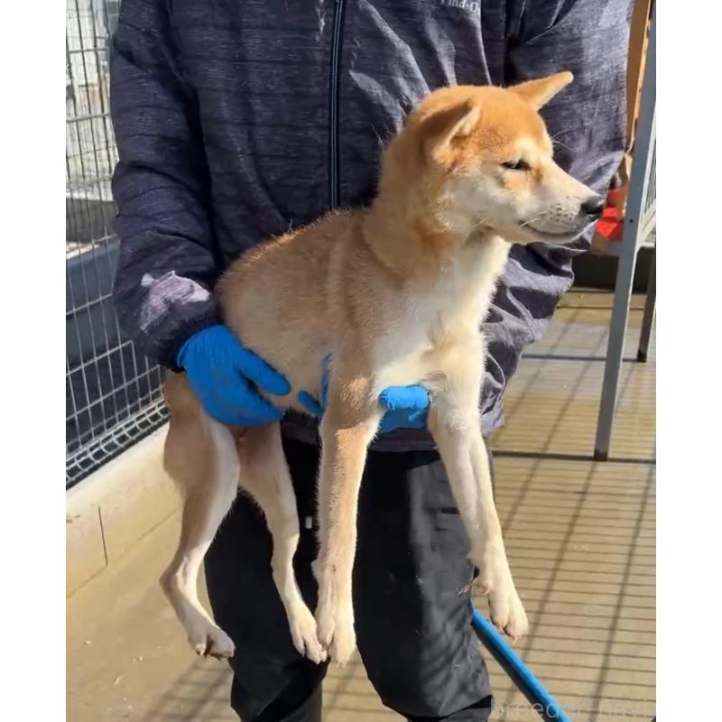 販売中の茨城県の柴犬-424266の4枚目