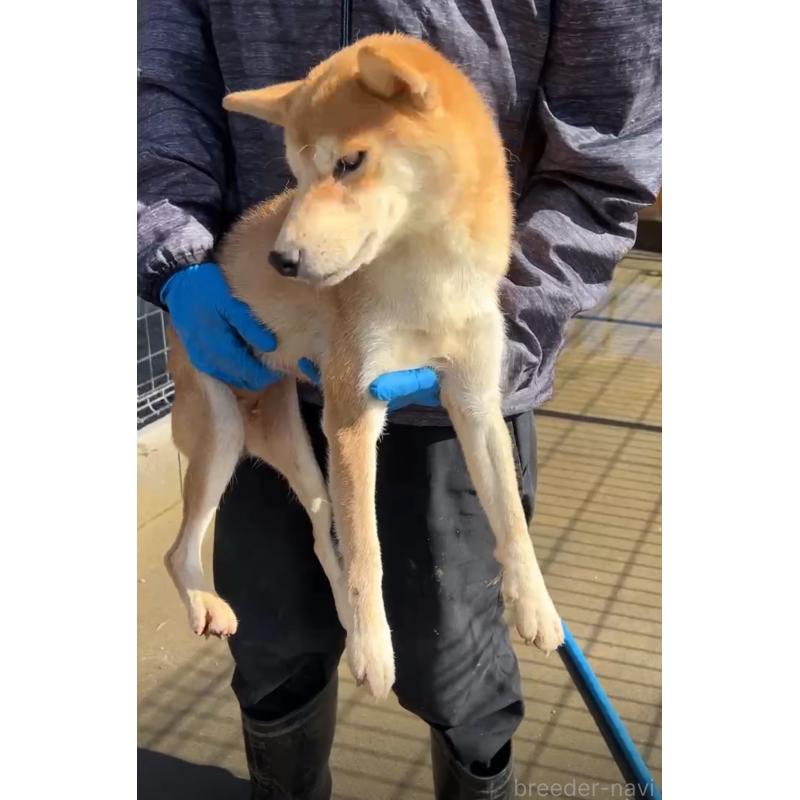 販売中の茨城県の柴犬-424266の3枚目