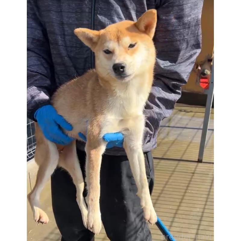 販売中の茨城県の柴犬-424266の2枚目