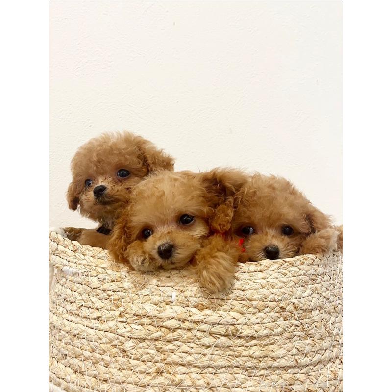 販売中の徳島県のティーカッププードル-424270の3枚目