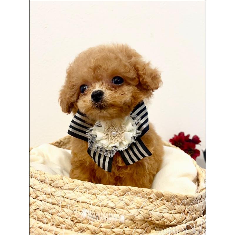 販売中の徳島県のティーカッププードル-424270の2枚目