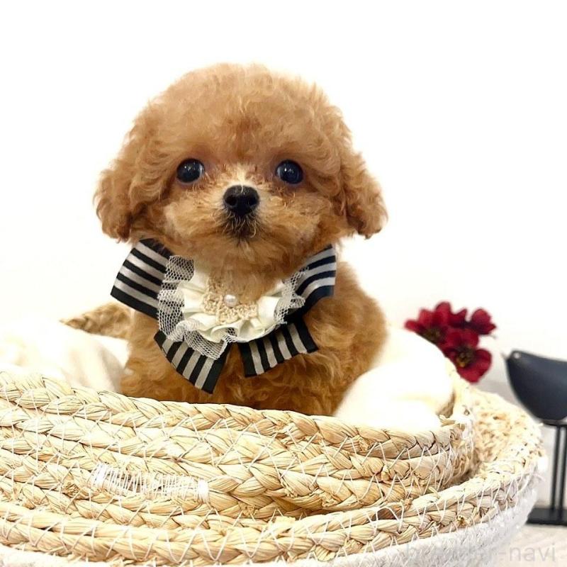 販売中の徳島県のティーカッププードル-424270の1枚目