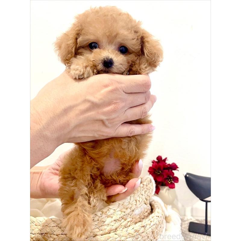 販売中の徳島県のティーカッププードル-424271の2枚目