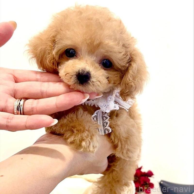 販売中の徳島県のティーカッププードル-424271