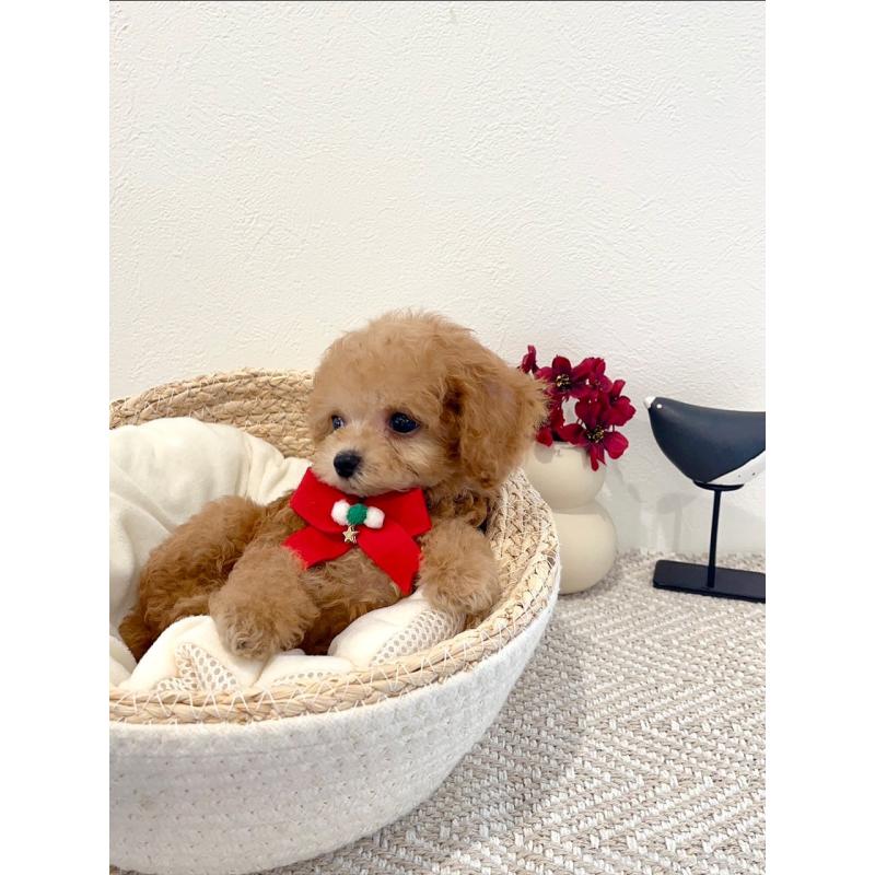 販売中の徳島県のティーカッププードル-424272の2枚目