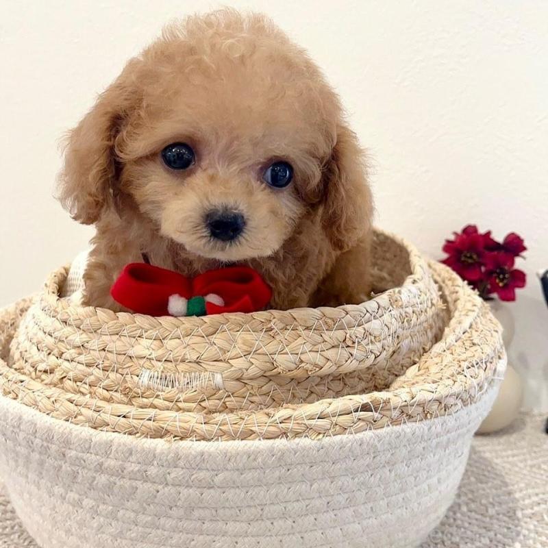 販売中の徳島県のティーカッププードル-424272