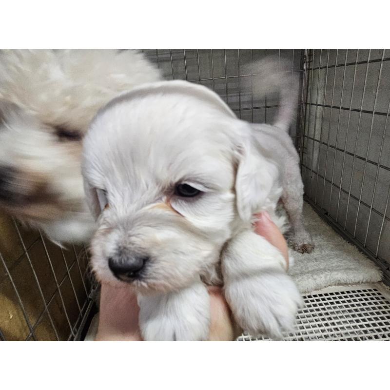 販売中の愛知県のビションフリーゼ-424277の3枚目