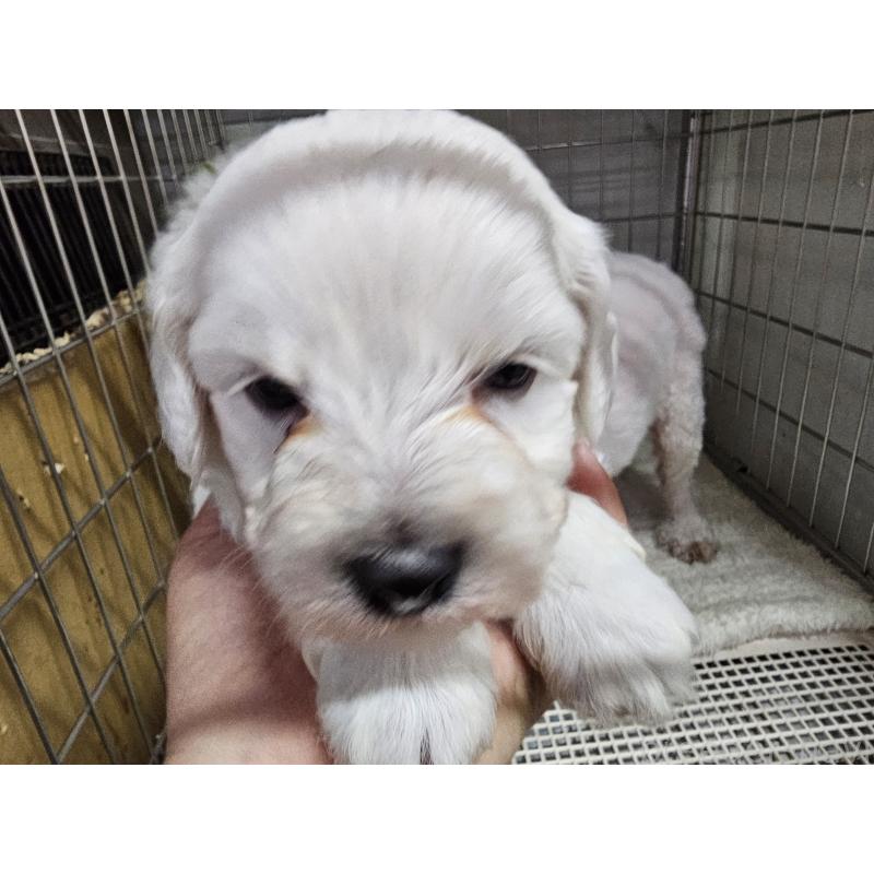 販売中の愛知県のビションフリーゼ-424277の2枚目