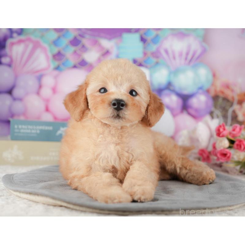 販売中の千葉県のトイプードル-424276