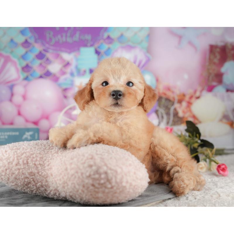 販売中の千葉県のトイプードル-424276の10枚目