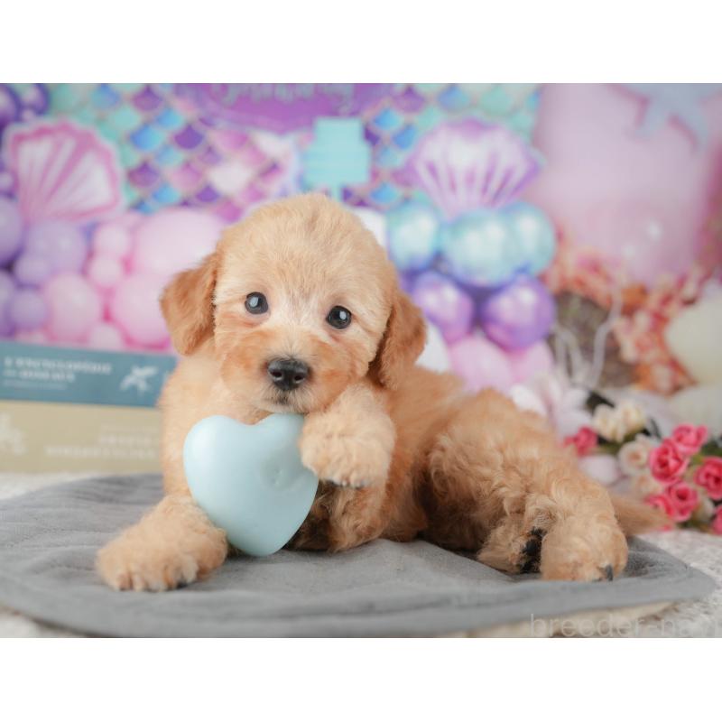 販売中の千葉県のトイプードル-424276の9枚目