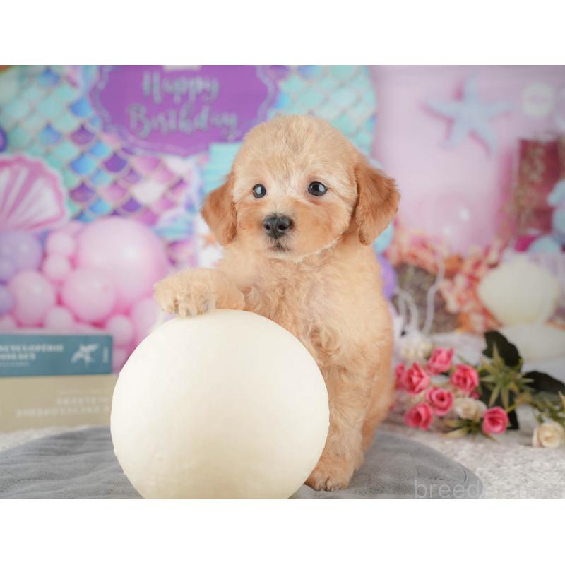 販売中の千葉県のトイプードル-424276の8枚目