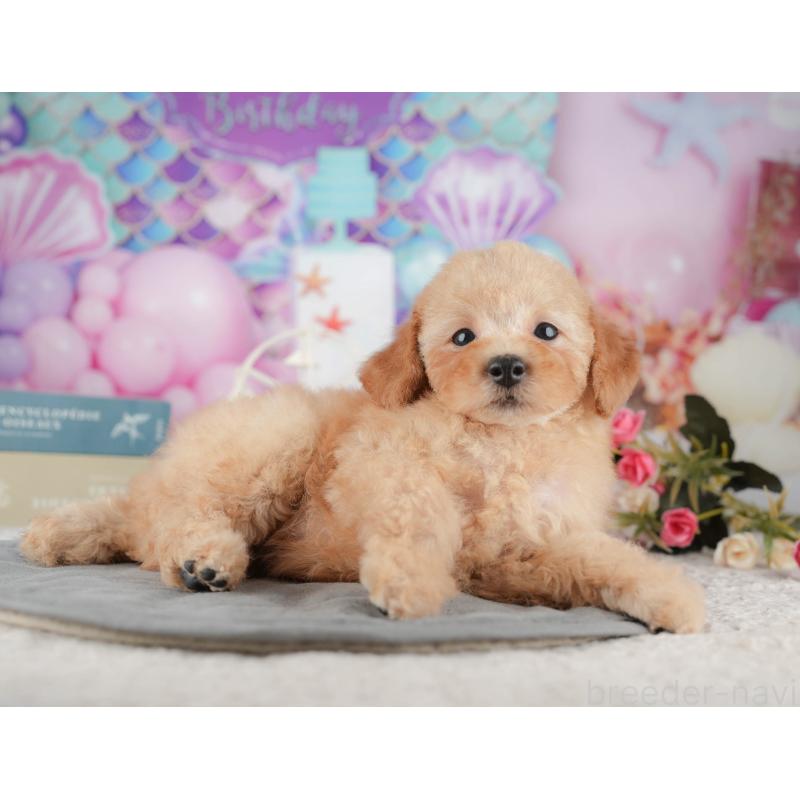 販売中の千葉県のトイプードル-424276の7枚目