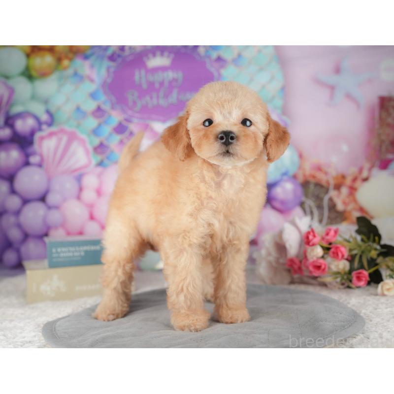 販売中の千葉県のトイプードル-424276の6枚目