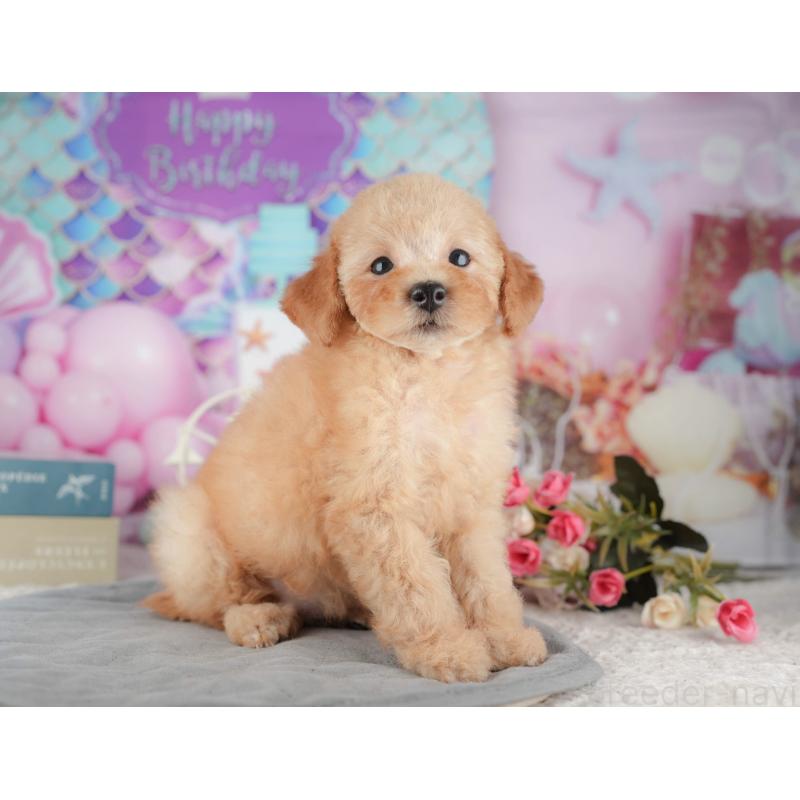 販売中の千葉県のトイプードル-424276の5枚目