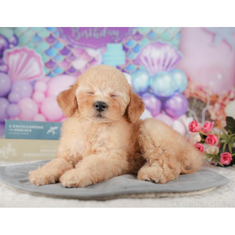 販売中の千葉県のトイプードル-424276の4枚目