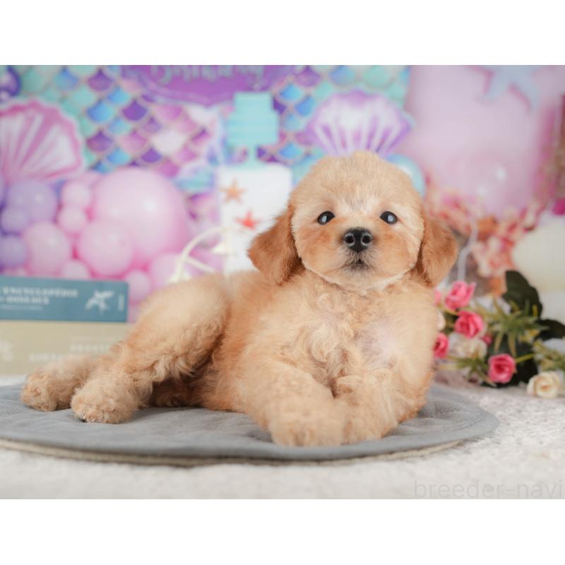 販売中の千葉県のトイプードル-424276の3枚目