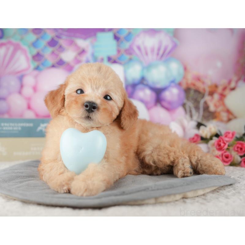 販売中の千葉県のトイプードル-424276の2枚目