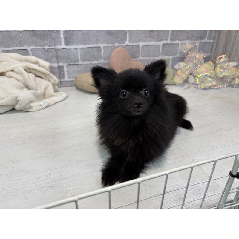 商談中の東京都のポメラニアン-384227の2枚目