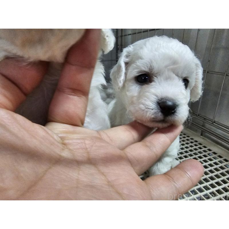 販売中の愛知県のビションフリーゼ-424280の7枚目