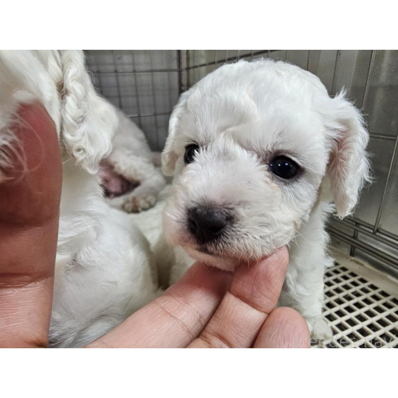 販売中の愛知県のビションフリーゼ-424280の6枚目