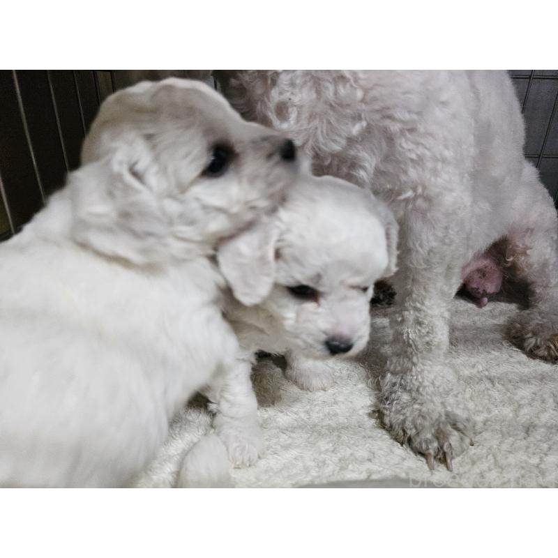 販売中の愛知県のビションフリーゼ-424280の5枚目