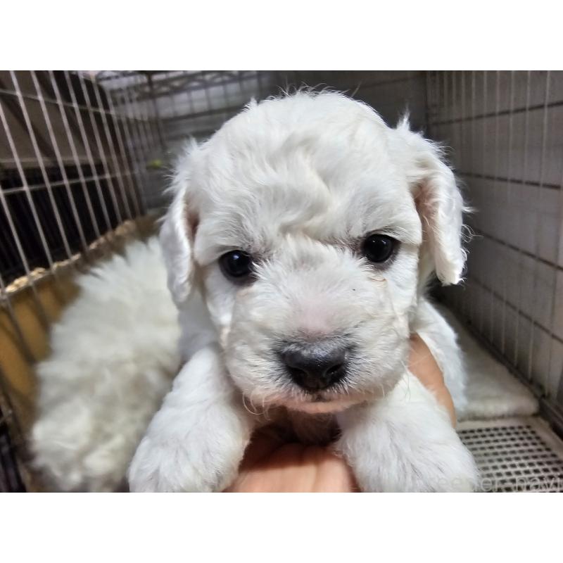 販売中の愛知県のビションフリーゼ-424280の4枚目