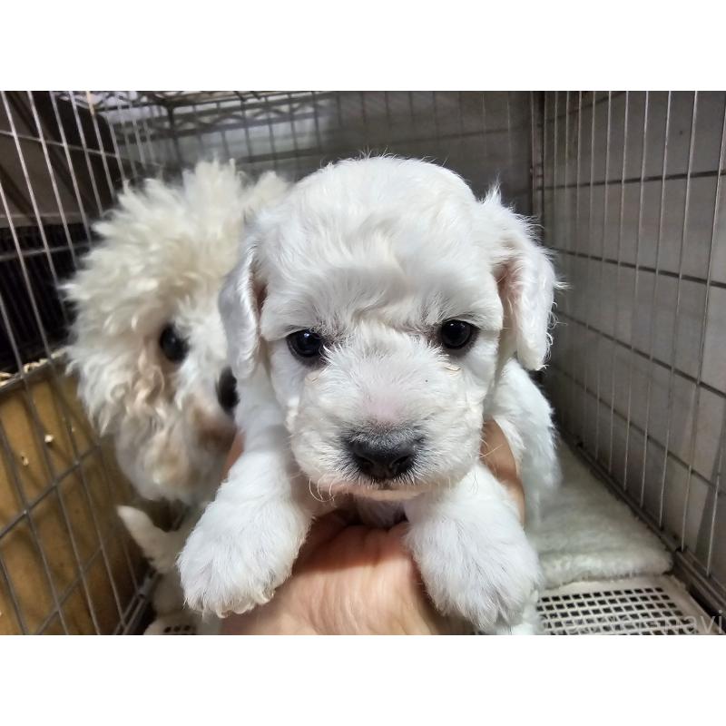 販売中の愛知県のビションフリーゼ-424280の3枚目