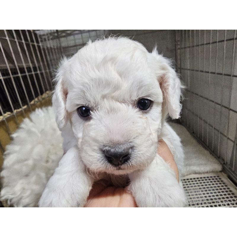 販売中の愛知県のビションフリーゼ-424280の2枚目