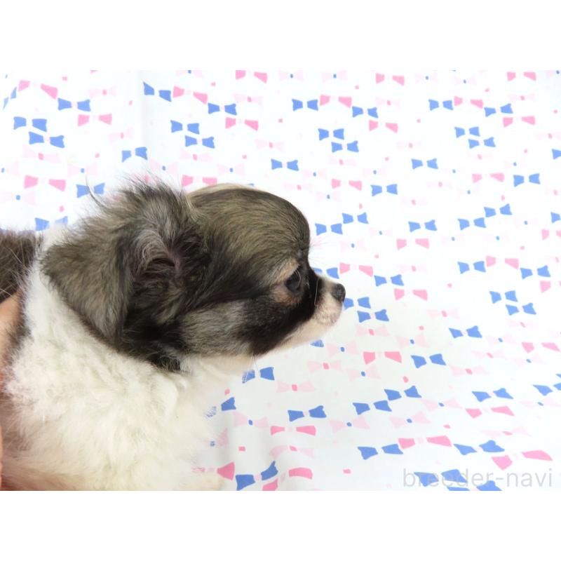 成約済の千葉県のチワワ(ロングコート)-417535の2枚目