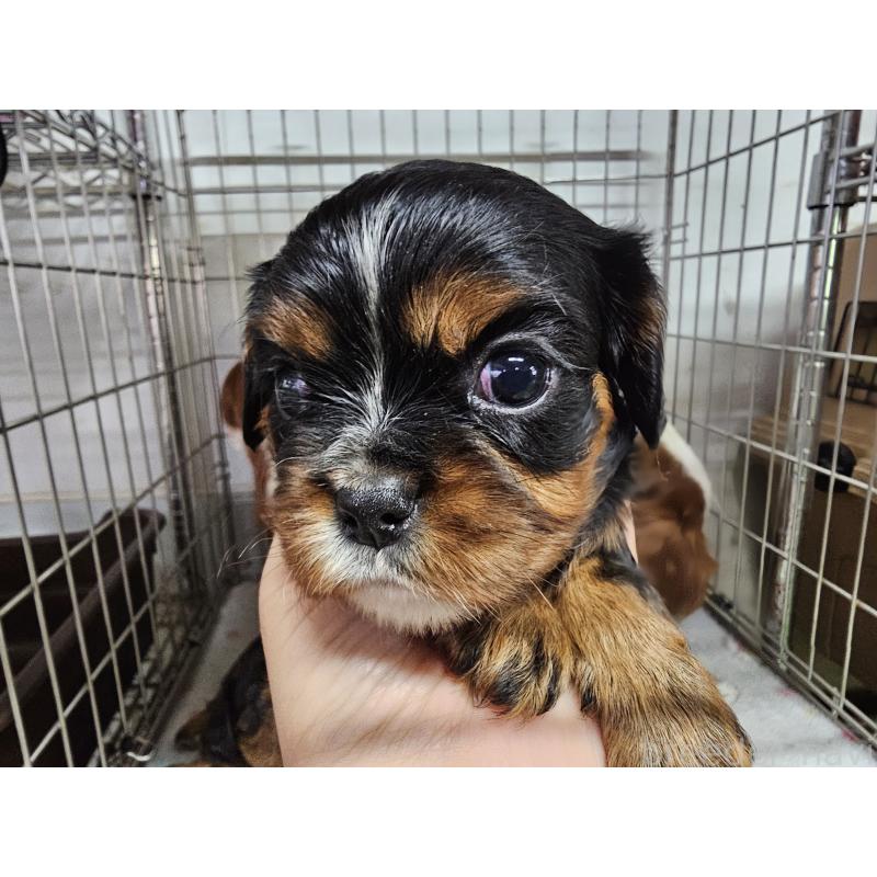 販売中の愛知県のキャバリアキングチャールズスパニエル-424284の8枚目