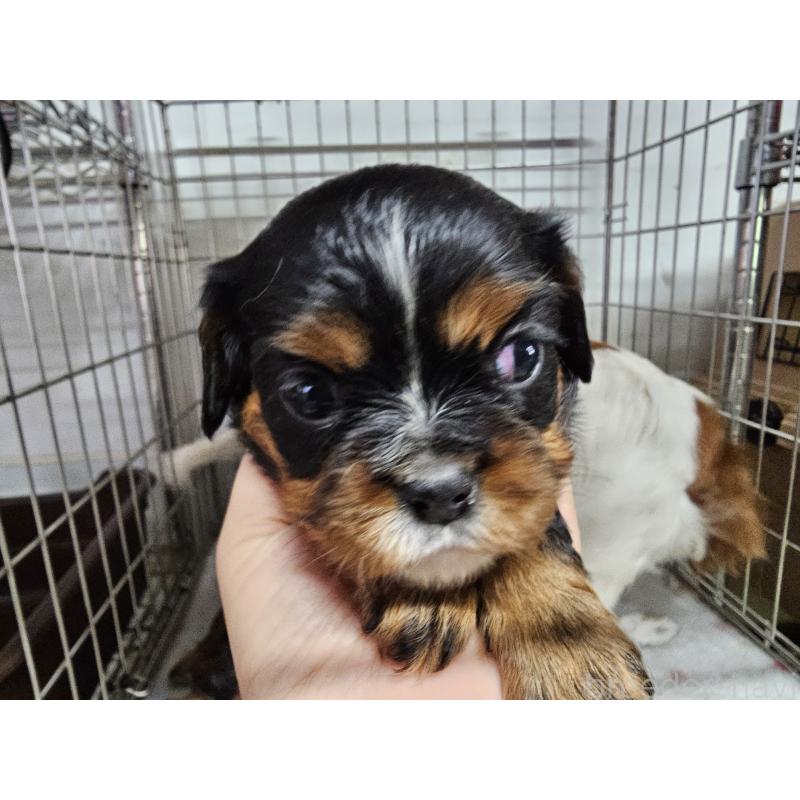 販売中の愛知県のキャバリアキングチャールズスパニエル-424284の7枚目