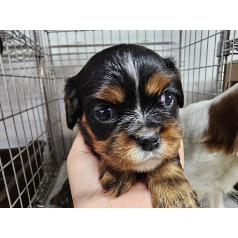 販売中の愛知県のキャバリアキングチャールズスパニエル-424284の6枚目