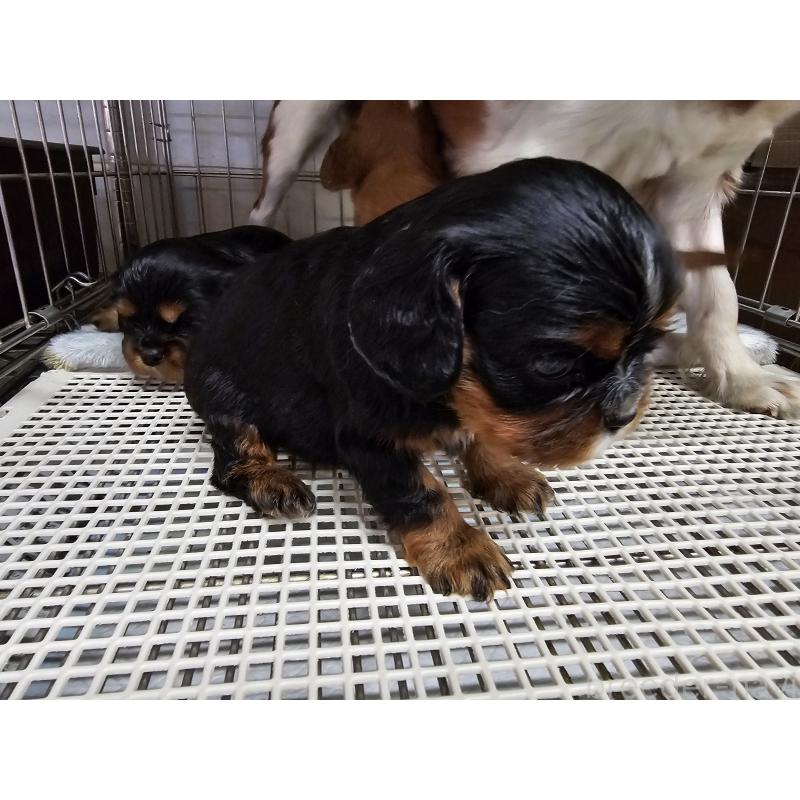 販売中の愛知県のキャバリアキングチャールズスパニエル-424284の5枚目