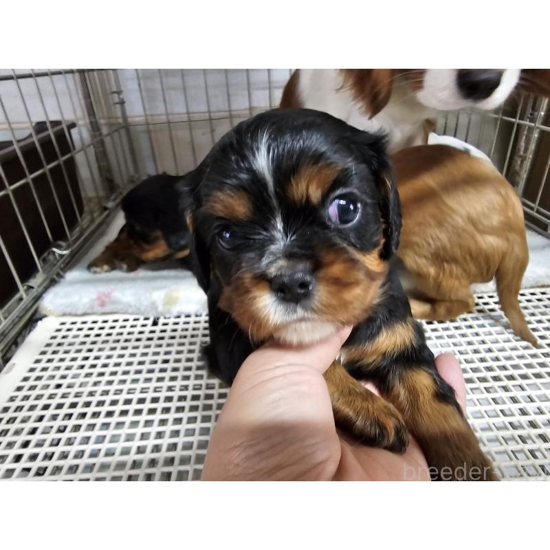 販売中の愛知県のキャバリアキングチャールズスパニエル-424284の4枚目
