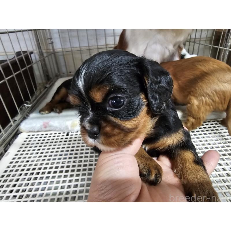 販売中の愛知県のキャバリアキングチャールズスパニエル-424284の3枚目