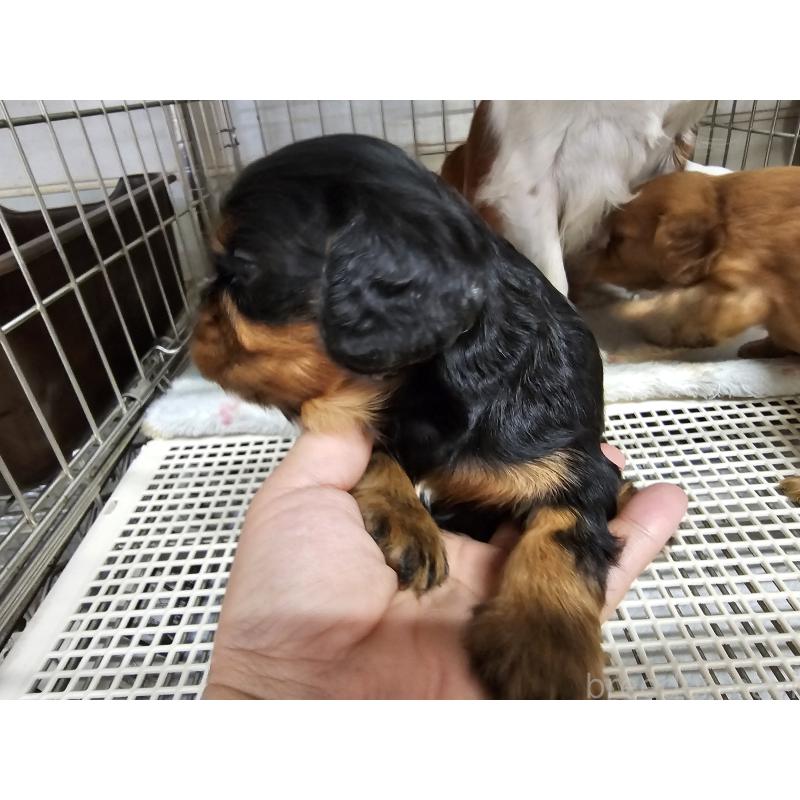 販売中の愛知県のキャバリアキングチャールズスパニエル-424284の2枚目
