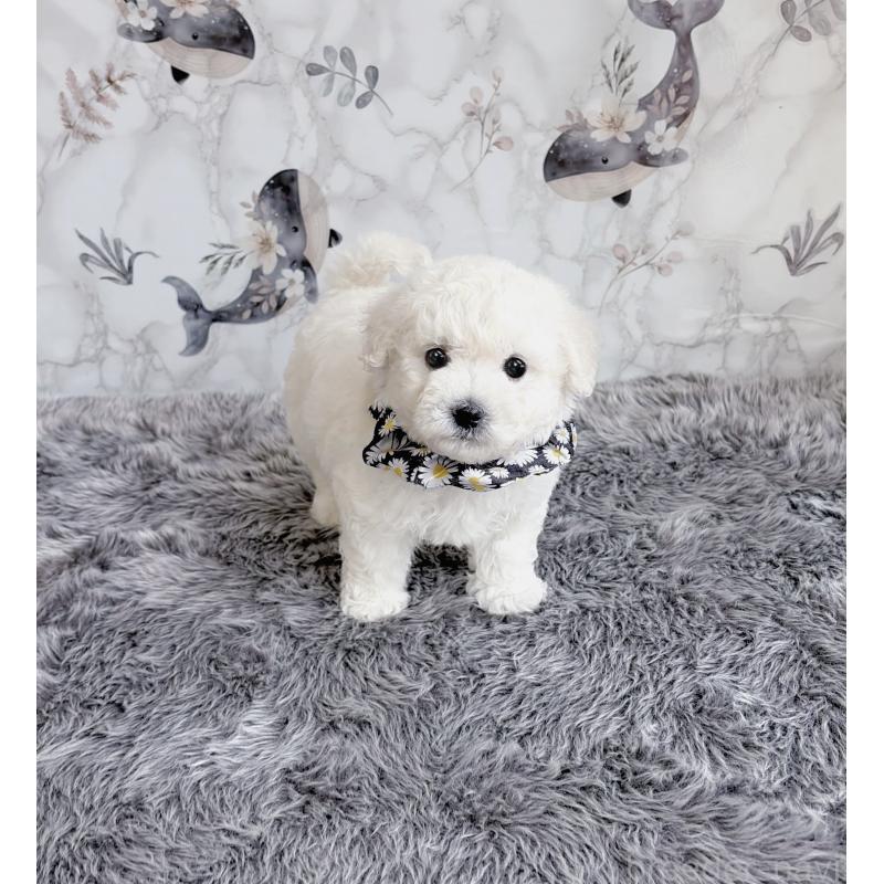 販売中の福岡県のビションフリーゼ-424246の1枚目