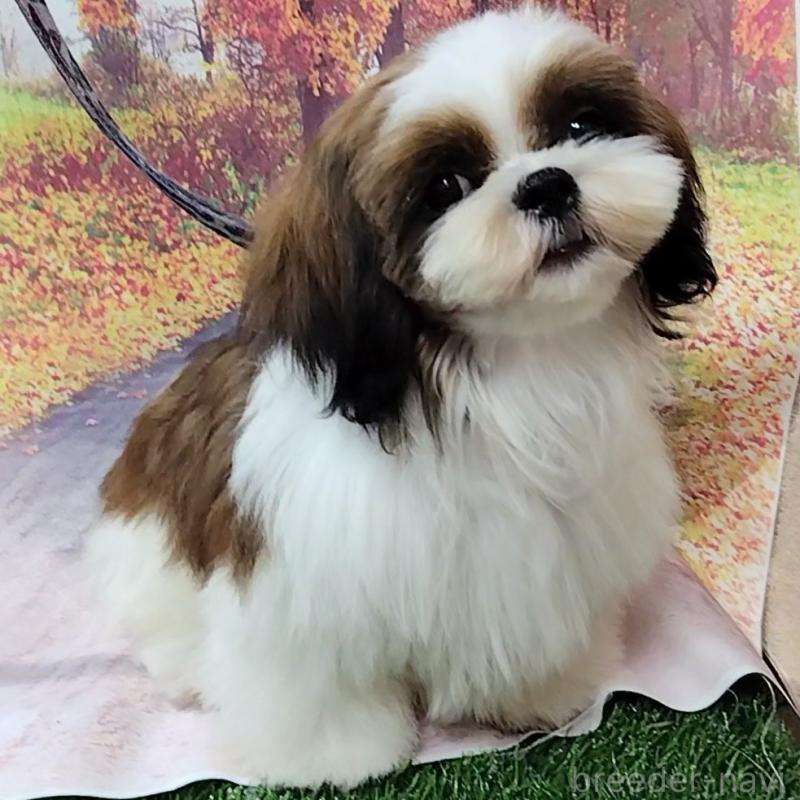 販売中の神奈川県のシーズー-419370