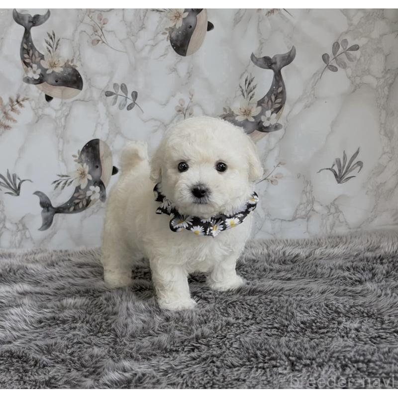 販売中の福岡県のビションフリーゼ-424246の4枚目